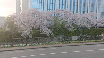 DSC_1541sakuras400.jpg