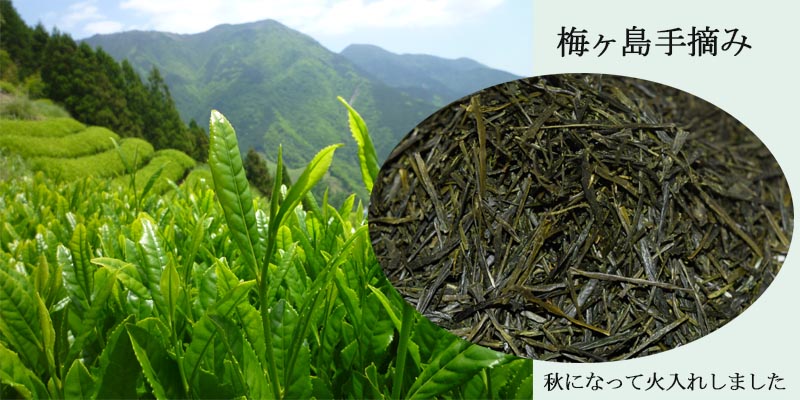 tedumi umegasima image-2 8x400.jpg