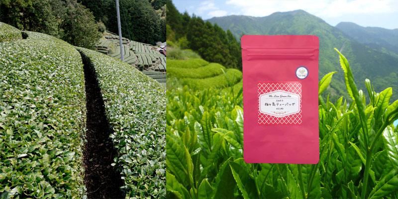 umegasima t.b. image-3 8x400.jpg